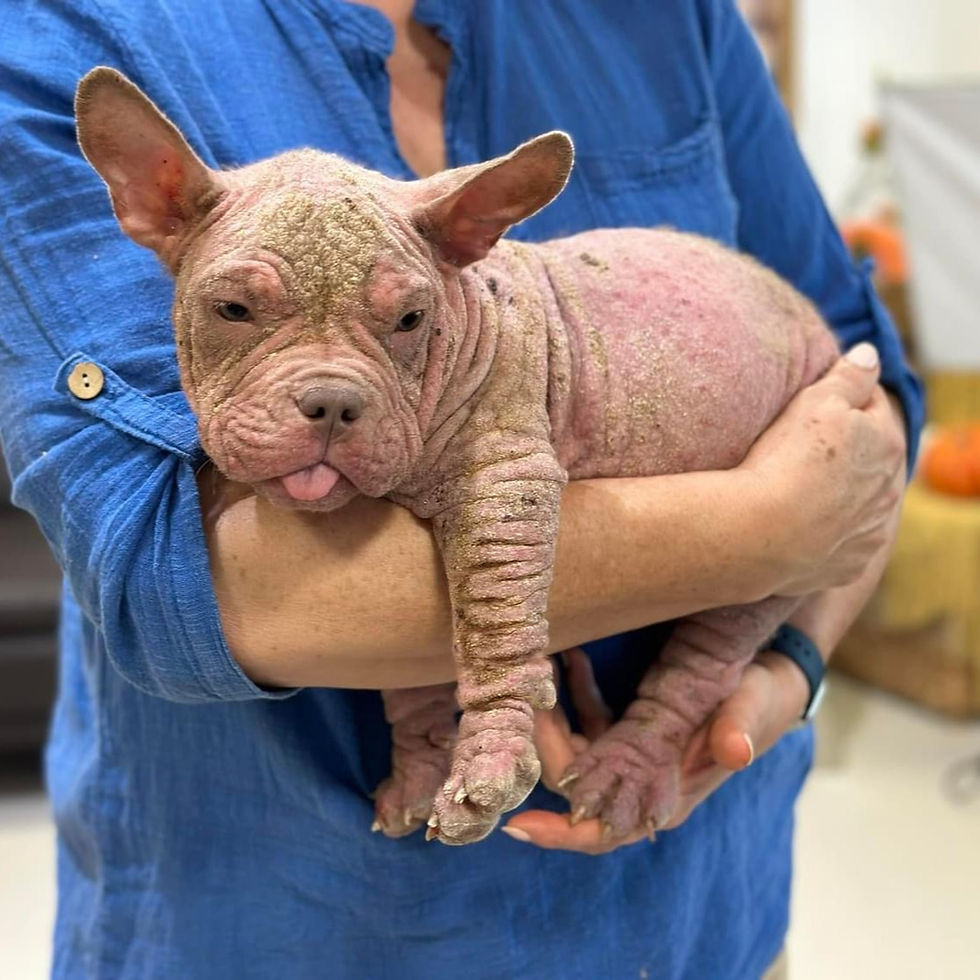 Abused puppy