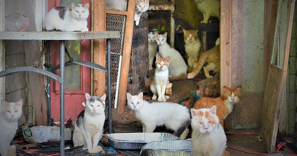 1-HOARDING.jpg