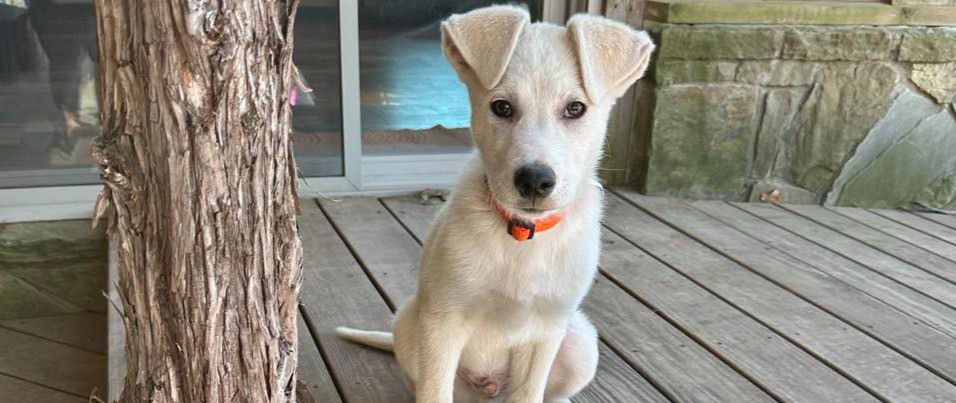 Adorable white puppy on deck