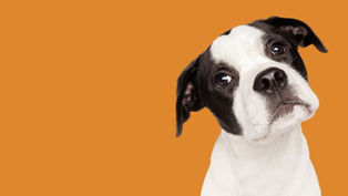 Why Do Dogs Tilt Their Heads? Understanding Dog Head Tilt Meaning