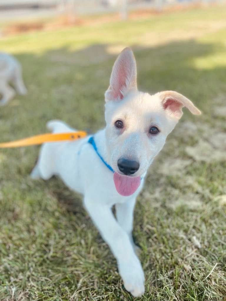 Adorable white German Shepherd puppy playing outside