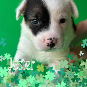 Rescue is Filled with Heartbreak & Hope