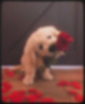 Dog💕.jpeg