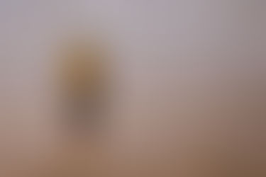 2+4 & ТЫ И ТВОЙ ЛУЧШИЙ ДРУГ - СОБАКА.