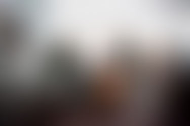 Sekta cafe и две очаровательные собаки