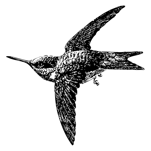 hum-bird.gif