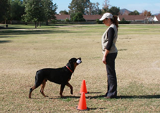 Basic Obedience