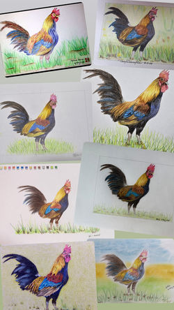 Coloured Pencils