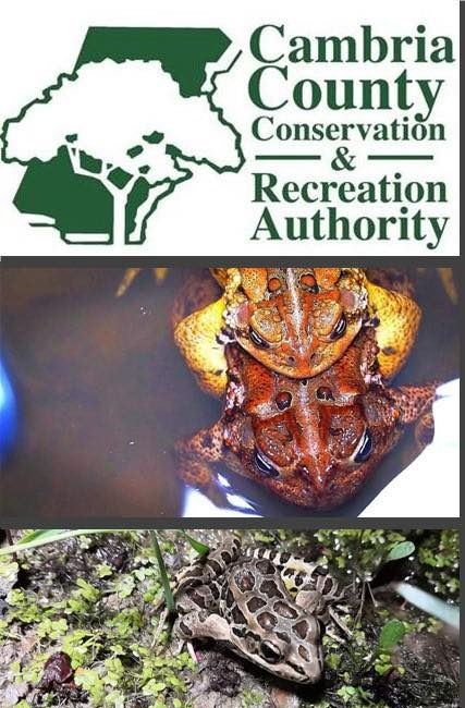 Frog Walk With Cambria County Conservation and Recreation Authority