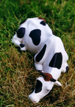 vache 1