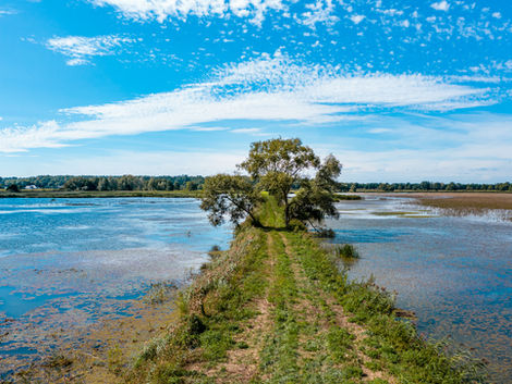 rzewo na grobli Stawów Monowskich w gminie Oświęcim między zbiornikami wodnymi i zielenią