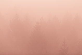 Foggy Pine Forest