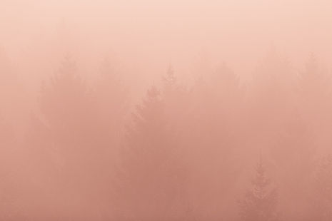Foggy Forest