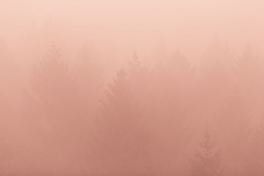 Forêt de pins brumeuse