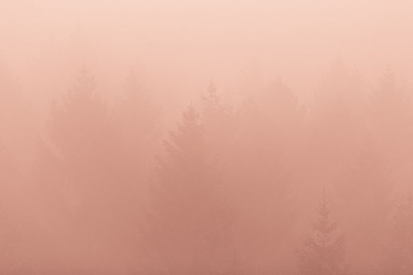 Foggy Forest