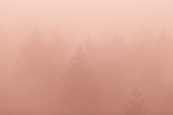 Foggy Forest