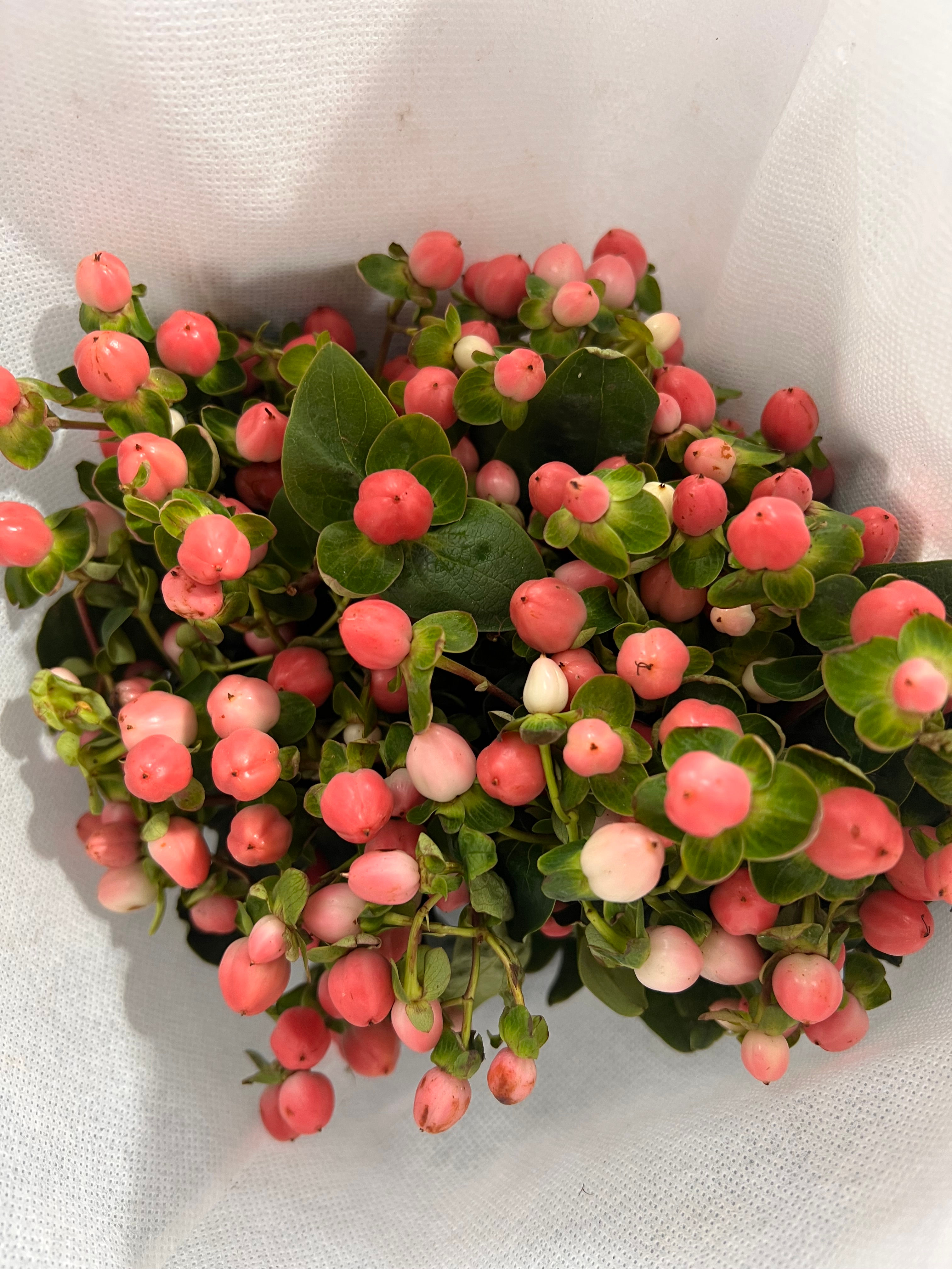 Micky mouse plant มิกกี้เมาส์สีชมพู