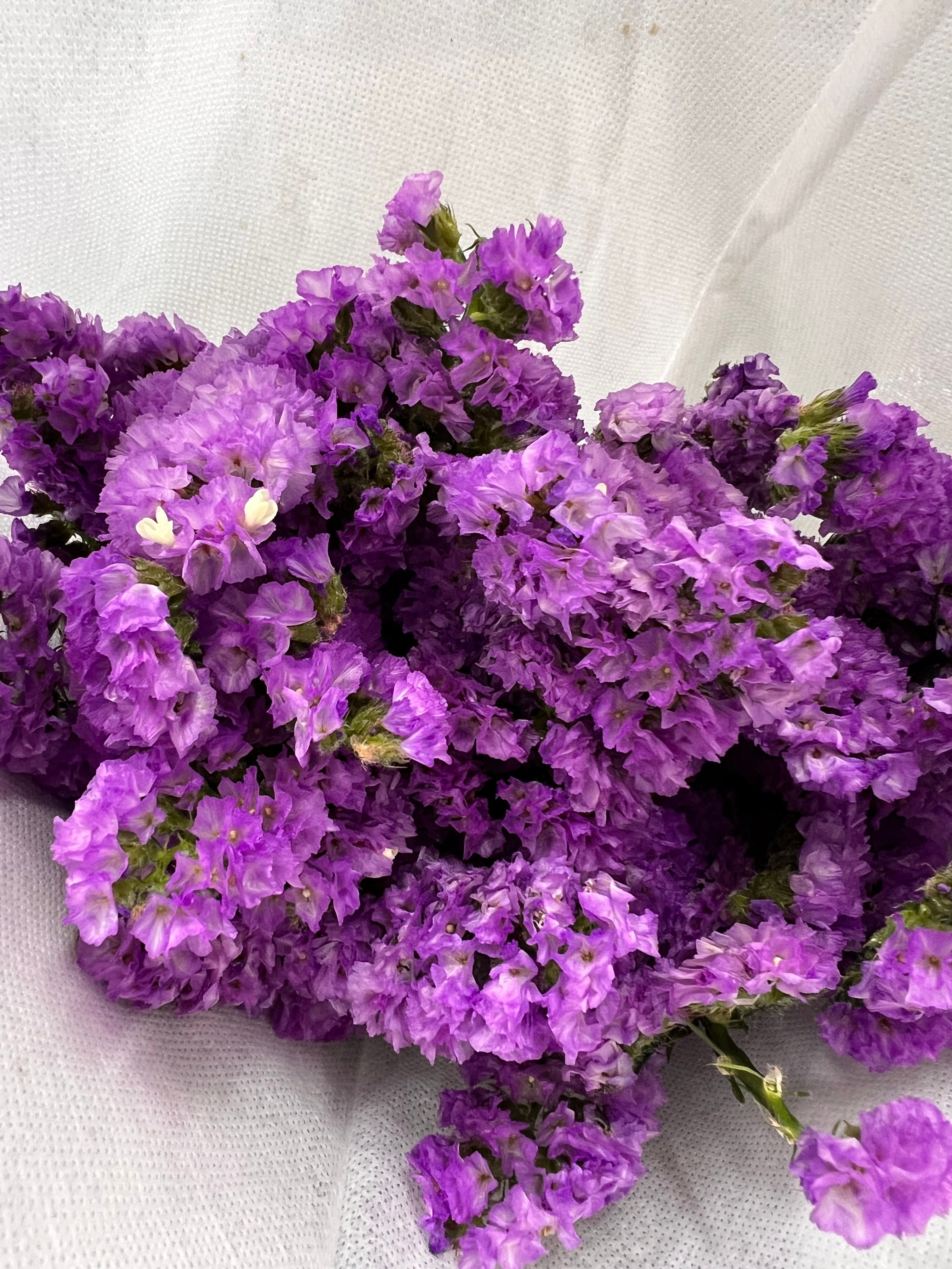 Statice สแตติซสีม่วงอ่อน