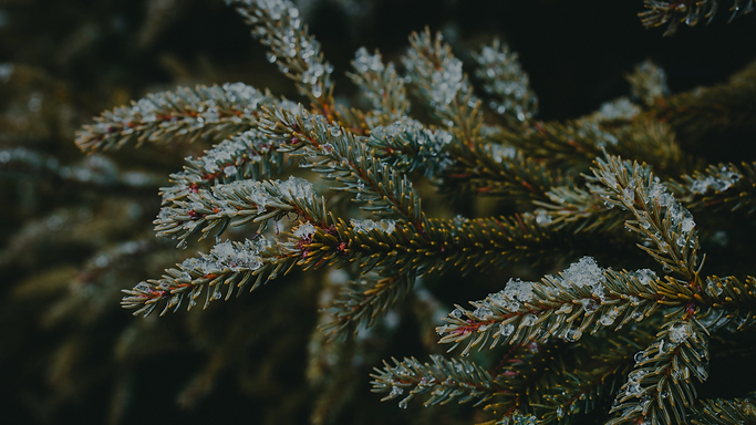 Winter Showcase Website Artwork .png