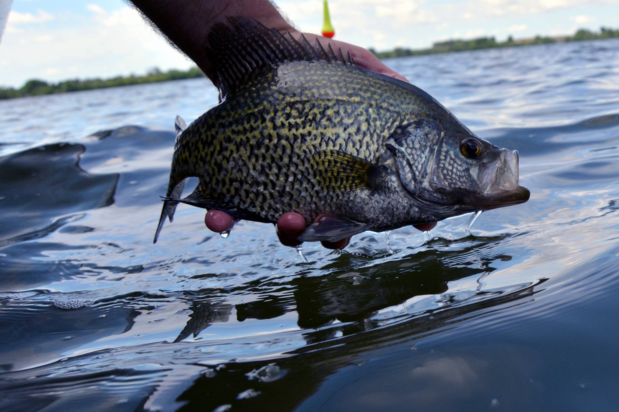 13248449_988823734559117_7841685162686200239_o