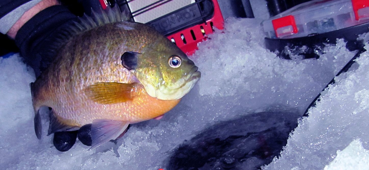 980444_907650592676432_3950289515320523651_o