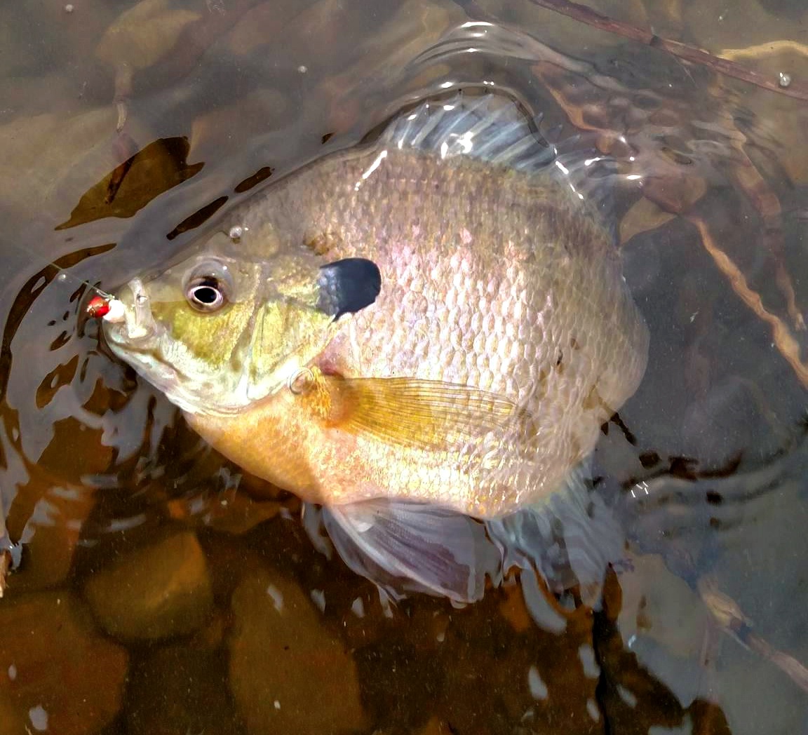 17858386_1291111790996975_1501639234_o