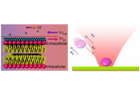21. Thermophoretic tweezers for low-power and versatile manipulation of biological cells