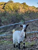 chevre naine blanche et noire fixant l'objectif