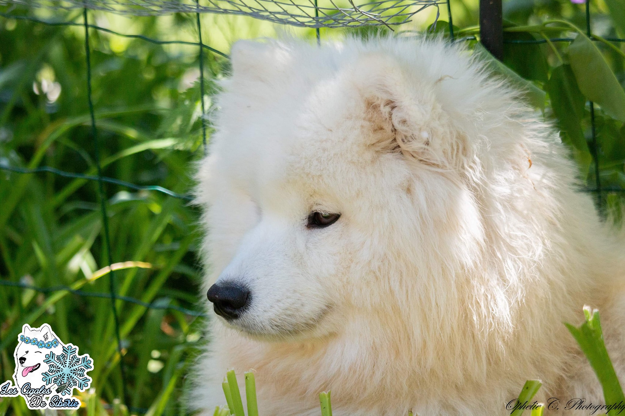 Elevage De Samoyede France Rhone Alpes Auvergne Les Cigales De Siberie