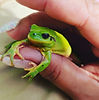 petite grenouille verte pomme , une reinette , tenue dans une jolie main manucurée