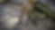 10 Kathmandu - Pashupatinath - Monkey.JPG