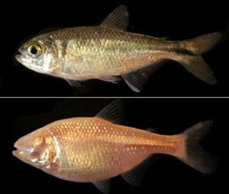 CAVEFISH PHOTO 1.jpg