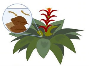 Microbiome Spatial Scaling Varies Among Members, Hosts, and Environments Across Model Island Ecosystems