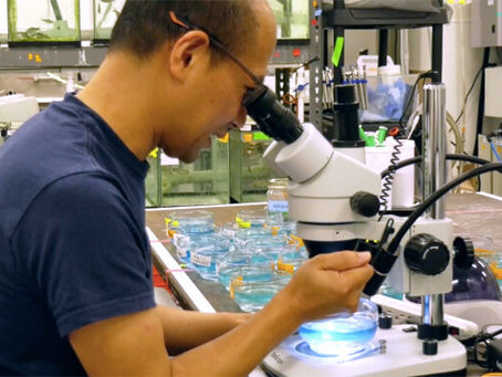 Masato Yoshizawa looking into a microscope