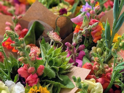 Welcome to the New Summer Rain Farm Website!