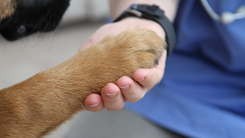 PAW.png