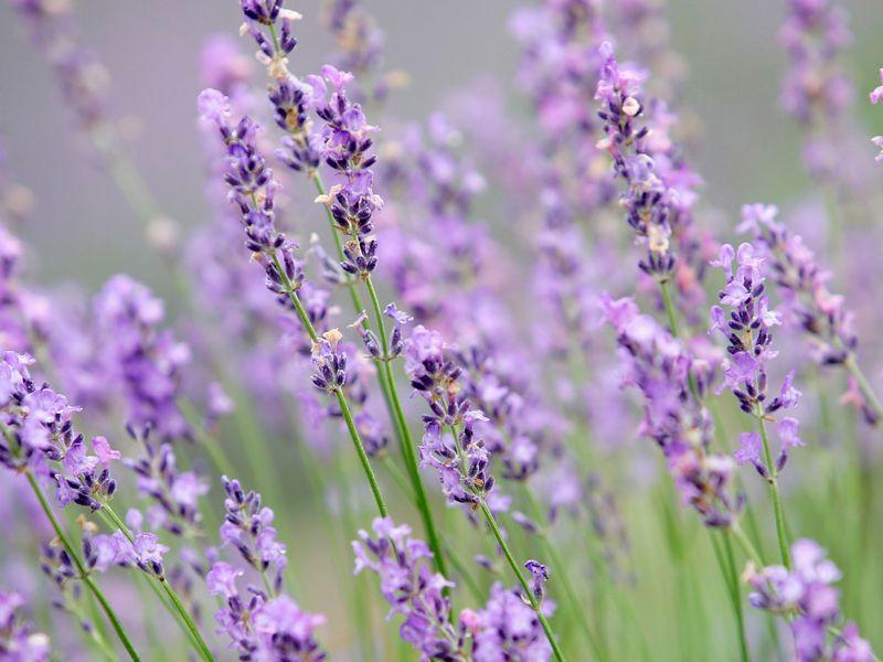 旅のおすすめ情報 サンフイルド 美しい旅のご案内