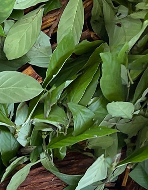 ayahuasca chacruna