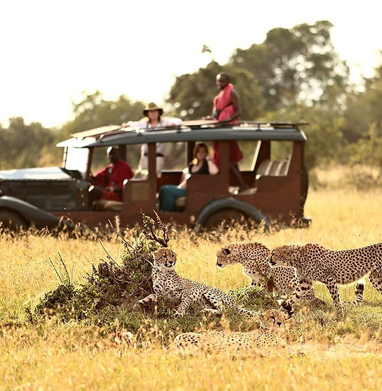 Kenya_MasaiMaraTriangle_Cottars1920_GameDriveCheetah2.jpg