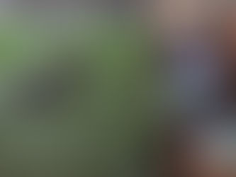 November 24, 1991: Fiorentina Lazio 1-1