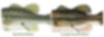 Scaling pattern difference between a spotted bass and largemouth bass