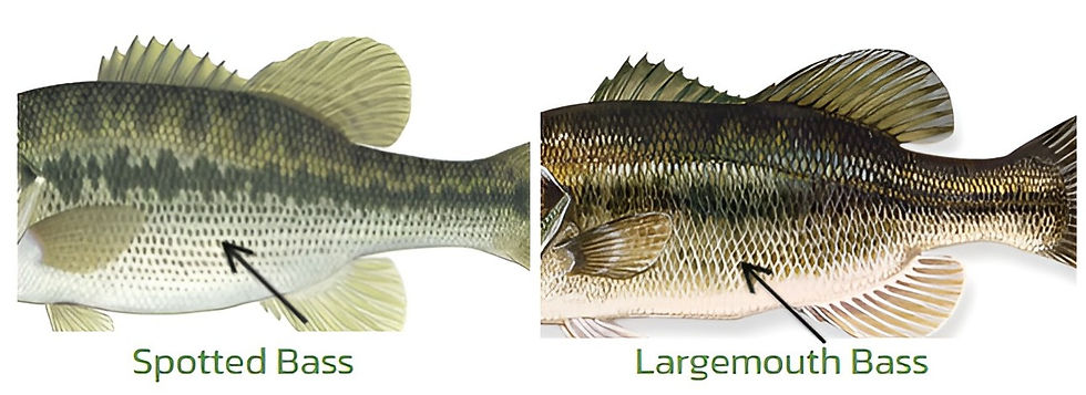 How to Spot the Difference Between Spotted Bass & Largemouth Bass - Rip  Lips Tips