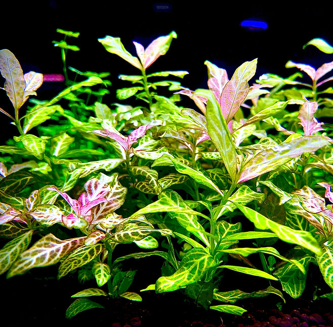 Aquasstar India Aquarium Accessories Aquasstar India Aquarium Accessories