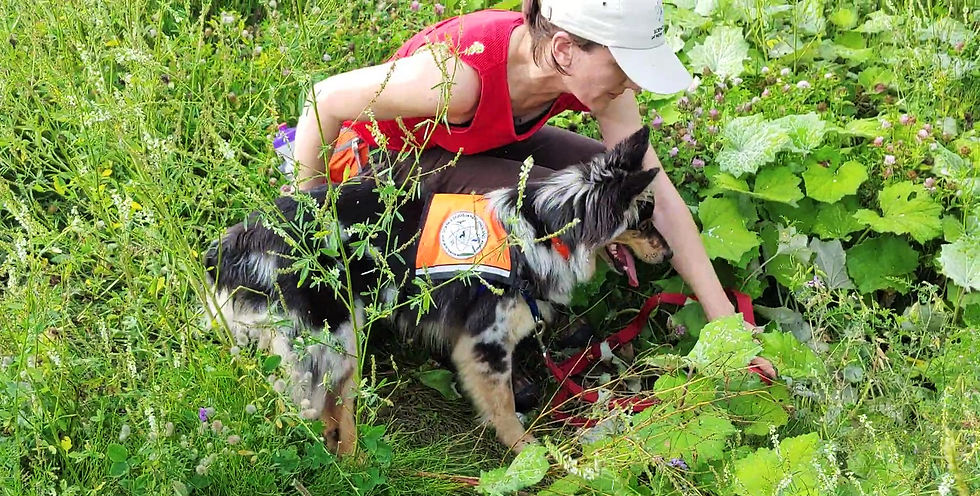 Dogs with Jobs: Canine Partners in Conservation
