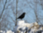 Hartland Christmas Bird Count