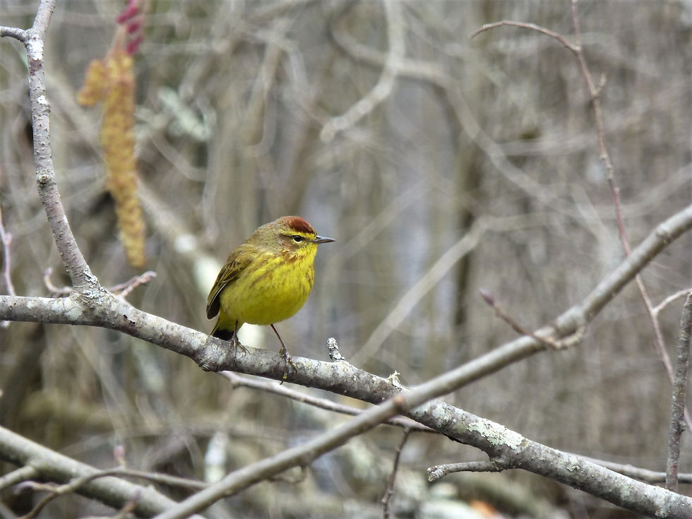Migratory Bird Walk at Rines Preserve