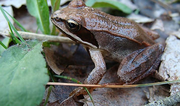 Wood frog Dawn Morgan.jpg