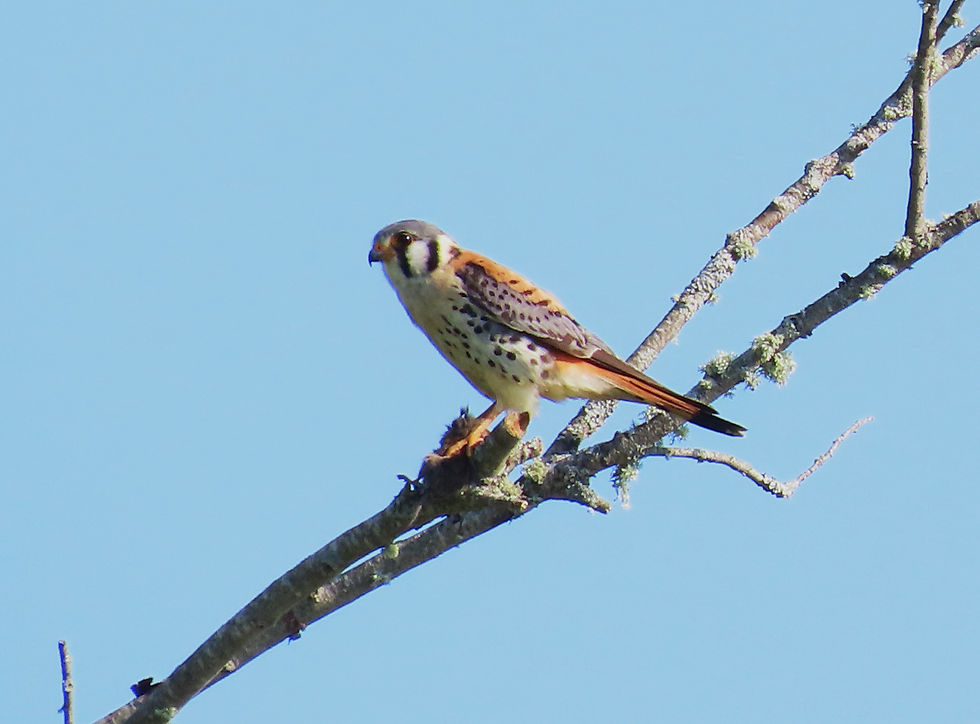 Maine Kestrel Project: Build It and They will Come