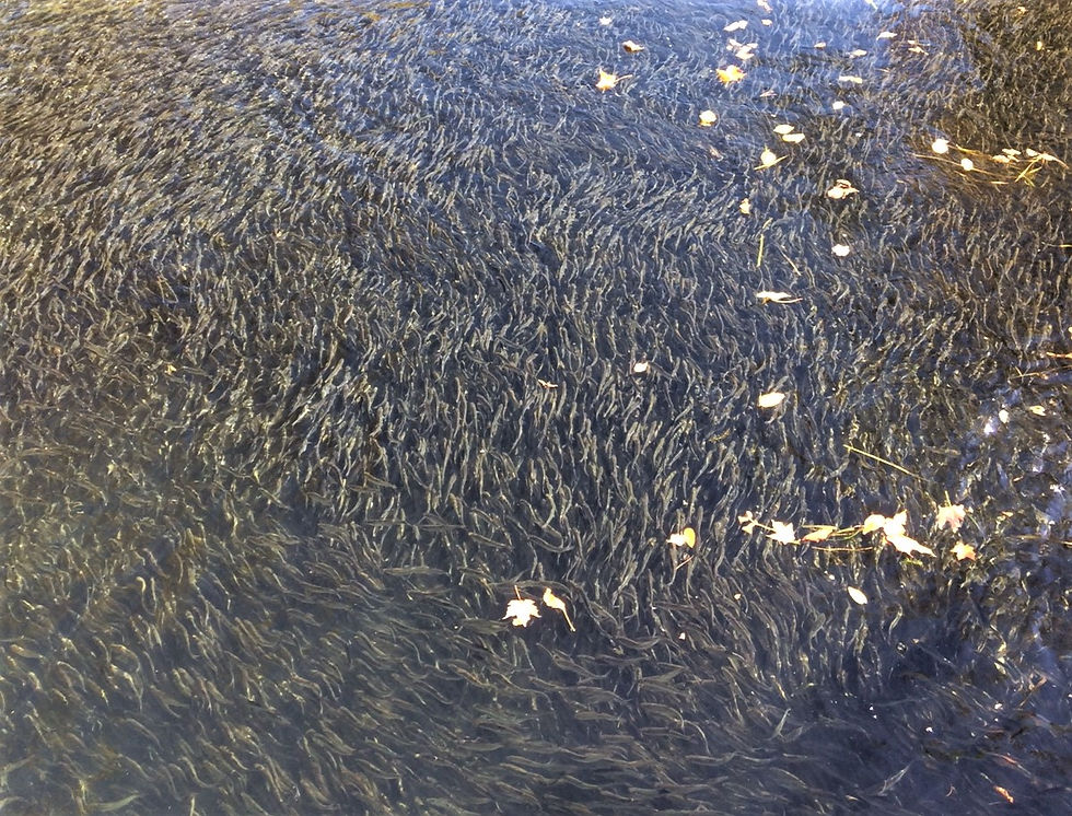 Everything Eats Alewives