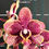 Thumbnail: Pre-order Phal. Miki Pearl Bang 'Flash'